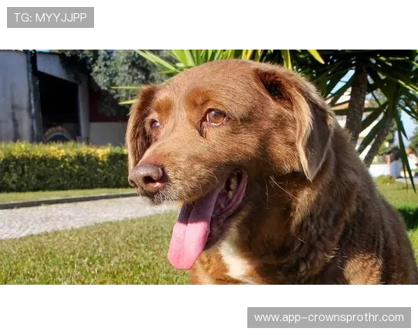 特雷·杨家的狗都比你我活得精致